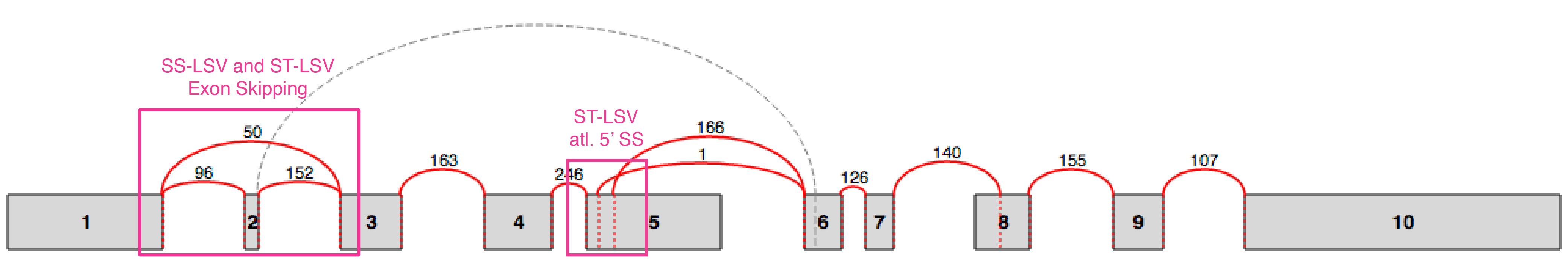 Alt. splice events in voila splice graphs